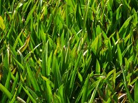 Stratiotes aloides 5, Krabbenscheer, Saxifraga-Rudmer Zwerver