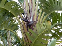 Strelitzia nicolai 2, Saxifraga-Ed Stikvoort