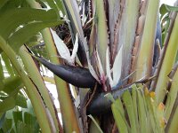 Strelitzia nicolai 3, Saxifraga-Ed Stikvoort