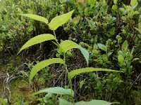 Streptopus amplexifolius 11, Saxifraga-Ed Stikvoort : Notre Dame de l'Hermitage Pierre-sur-Haute Vallée de Fossat s990