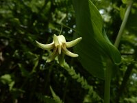 Streptopus amplexifolius 12, Saxifraga-Ed Stikvoort : Notre Dame de l'Hermitage Pierre-sur-Haute Vallée de Fossat s990