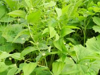 Streptopus amplexifolius 2, Saxifraga-Rutger Barendse