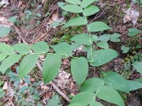 Streptopus amplexifolius 3, Saxifraga-Rutger Barendse