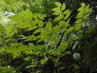 Streptopus amplexifolius 4, Saxifraga-Ed Stikvoort