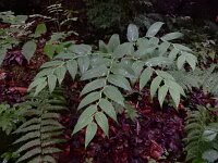 Streptopus amplexifolius 5, Saxifraga-Ed Stikvoort