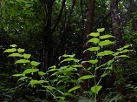 Streptopus amplexifolius 6, Saxifraga-Ed Stikvoort
