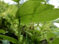 Streptopus amplexifolius 7, Saxifraga-Ed Stikvoort : Notre Dame de l'Hermitage Pierre-sur-Haute Vallée de Fossat s990