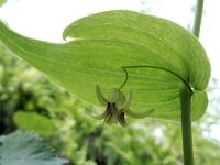 Streptopus amplexifolius 8, Saxifraga-Ed Stikvoort : Notre Dame de l'Hermitage Pierre-sur-Haute Vallée de Fossat s990
