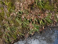 Struthiopteris spicant  10, Dubbelloof, Saxifraga-Marijke Verhagen
