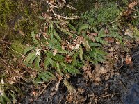 Struthiopteris spicant  11, Dubbelloof, Saxifraga-Marijke Verhagen