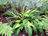Struthiopteris spicant  12, Dubbelloof, Saxifraga-Rudmer Zwerver
