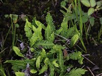 Struthiopteris spicant  14, Dubbelloof, Saxifraga-Peter Meininger