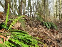 Struthiopteris spicant  15, Dubbelloof, Saxifraga-Rutger Barendse