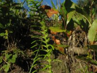 Struthiopteris spicant  16, Dubbelloof, Saxifraga-Rutger Barendse