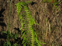 Struthiopteris spicant  17, Dubbelloof, Saxifraga-Rutger Barendse
