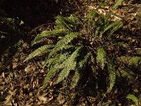 Struthiopteris spicant  19, Dubbelloof, Saxifraga-Jan van der Straaten