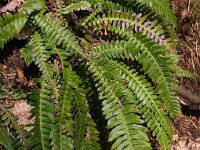 Struthiopteris spicant  21, Dubbelloof, Saxifraga-Hans Dekker