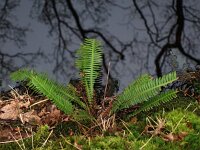 Struthiopteris spicant  22, Dubbelloof, Saxifraga-Hans Dekker