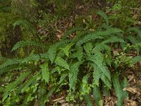 Struthiopteris spicant  24, Dubbelloof, Saxifraga-Willem van Kruijsbergen