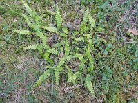 Struthiopteris spicant  27, Dubbelloof, Saxifraga-Rutger Barendse
