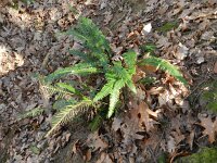 Struthiopteris spicant  29, Dubbelloof, Saxifraga-Rutger Barendse