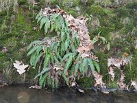 Struthiopteris spicant  30, Dubbelloof, Saxifraga-Rutger Barendse