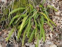 Struthiopteris spicant  34, Dubbelloof, Saxifraga-Rutger Barendse
