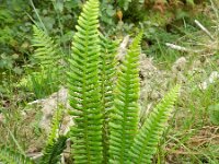 Struthiopteris spicant  35, Dubbelloof, Saxifraga-Rutger Barendse