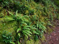 Struthiopteris spicant  38, Dubbelloof, Saxifraga-Ed Stikvoort