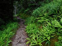 Struthiopteris spicant  40, Dubbelloof, Saxifraga-Ed Stikvoort