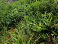 Struthiopteris spicant  41, Dubbelloof, Saxifraga-Ed Stikvoort