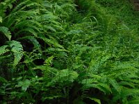 Struthiopteris spicant  42, Dubbelloof, Saxifraga-Ed Stikvoort