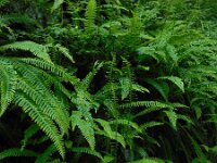 Struthiopteris spicant  43, Dubbelloof, Saxifraga-Ed Stikvoort