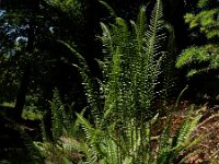 Struthiopteris spicant  46, Dubbelloof, Saxifraga-Ed Stikvoort