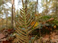 Struthiopteris spicant  47, Dubbelloof, Saxifraga-Ed Stikvoort