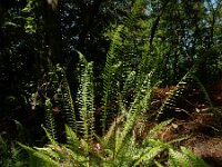 Struthiopteris spicant  48, Dubbelloof, Saxifraga-Ed Stikvoort