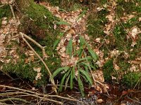 Struthiopteris spicant  49, Saxifraga-Hans Grotenhuis