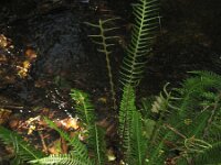 Struthiopteris spicant  5, Dubbelloof, Saxifraga-Rutger Barendse