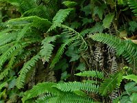 Struthiopteris spicant  6, Dubbelloof, Saxifraga-Dirk Hilbers