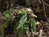 Struthiopteris spicant  8, Dubbelloof, Saxifraga-Jan van der Straaten