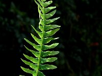 Struthiopteris spicant  9, Dubbelloof, Saxifraga-Jan van der Straaten