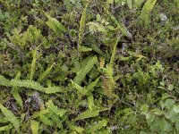 Struthiopteris spicant 51, Dubbelloof, Saxifraga-Willem van Kruijsbergen