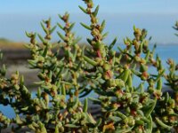 Suaeda maritima 12, Klein schorrenkruid, Saxifraga-Ed Stikvoort