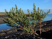 Suaeda maritima 13, Klein schorrenkruid, Saxifraga-Ed Stikvoort