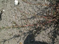 Suaeda maritima 14, Klein schorrenkruid, Saxifraga-Rutger Barendse