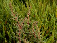 Suaeda maritima 15, Klein schorrenkruid, Saxifraga-Ed Stikvoort
