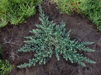 Suaeda maritima 16, Klein schorrenkruid, Saxifraga-Ed Stikvoort