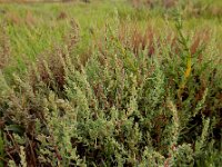 Suaeda maritima 17, Klein schorrenkruid, Saxifraga-Ed Stikvoort