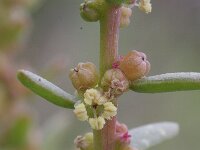 Suaeda maritima 2, Klein schorrenkruid, Saxifraga-Rutger Barendse
