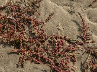 Suaeda maritima 3, Klein schorrenkruid, Saxifraga-Jan van der Straaten